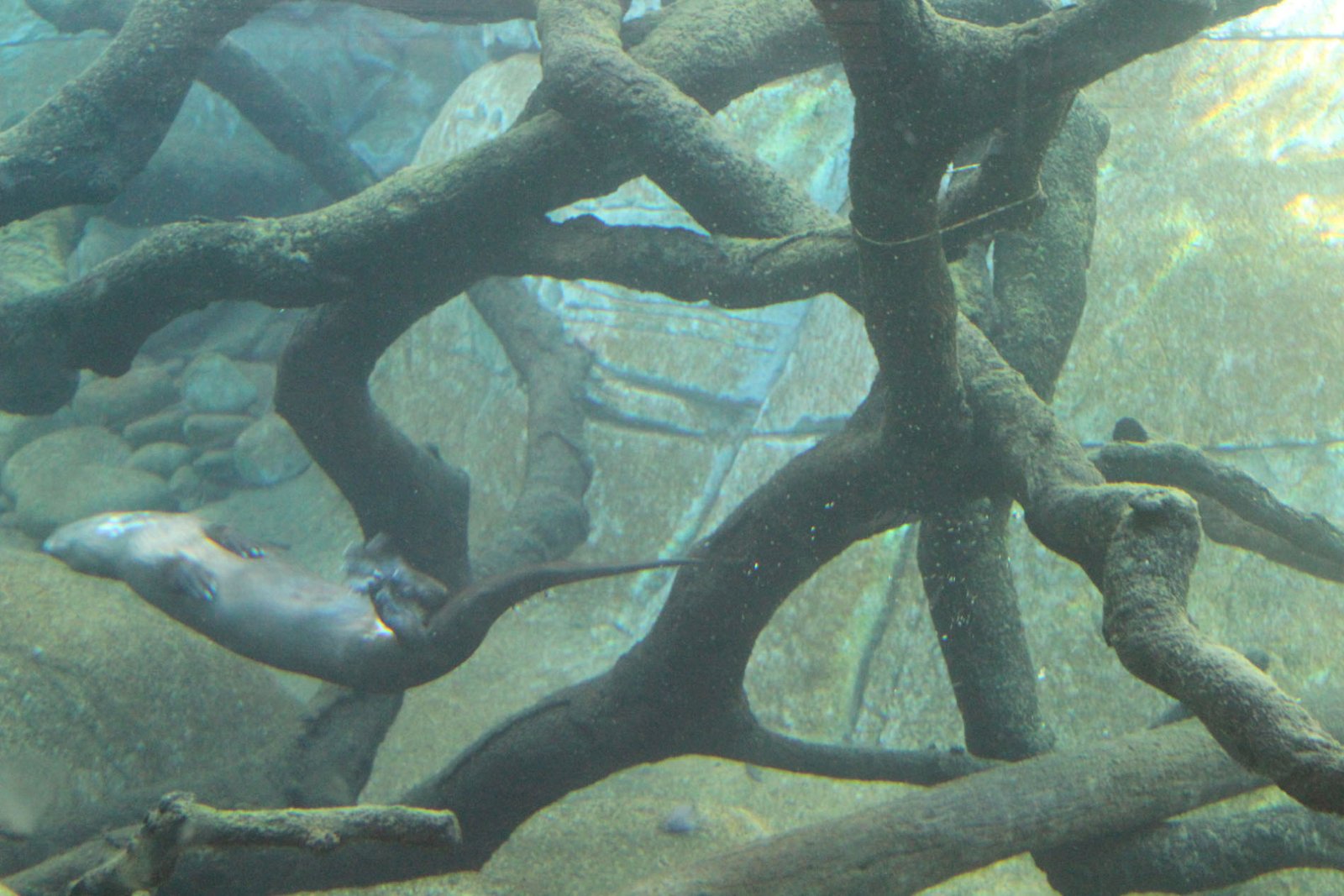 San Diego Zoo Part II 107